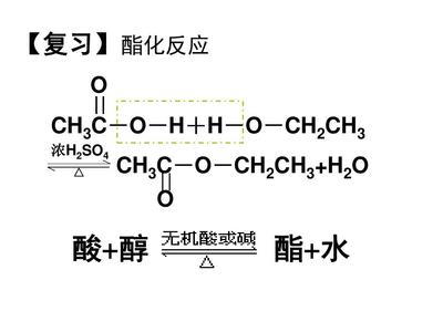 重要的体内能源——油脂